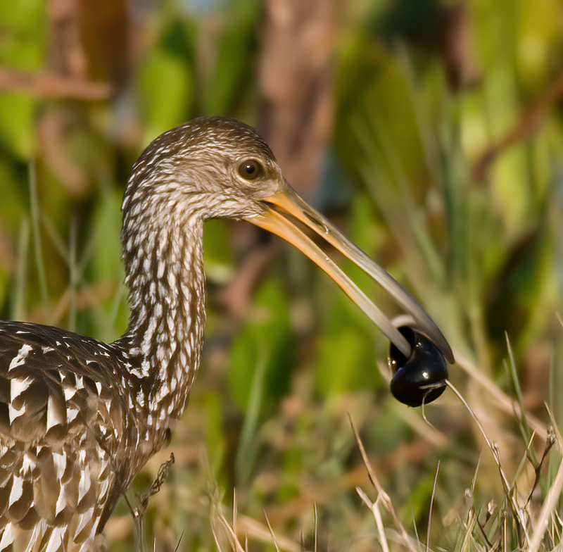 Limpkin_09_FL_012