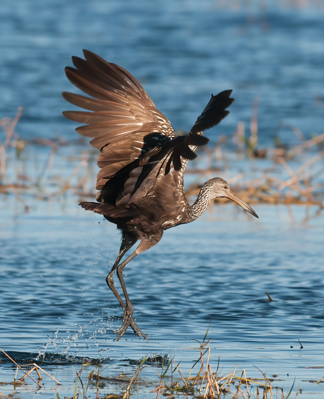 Limpkin_10_FL_001