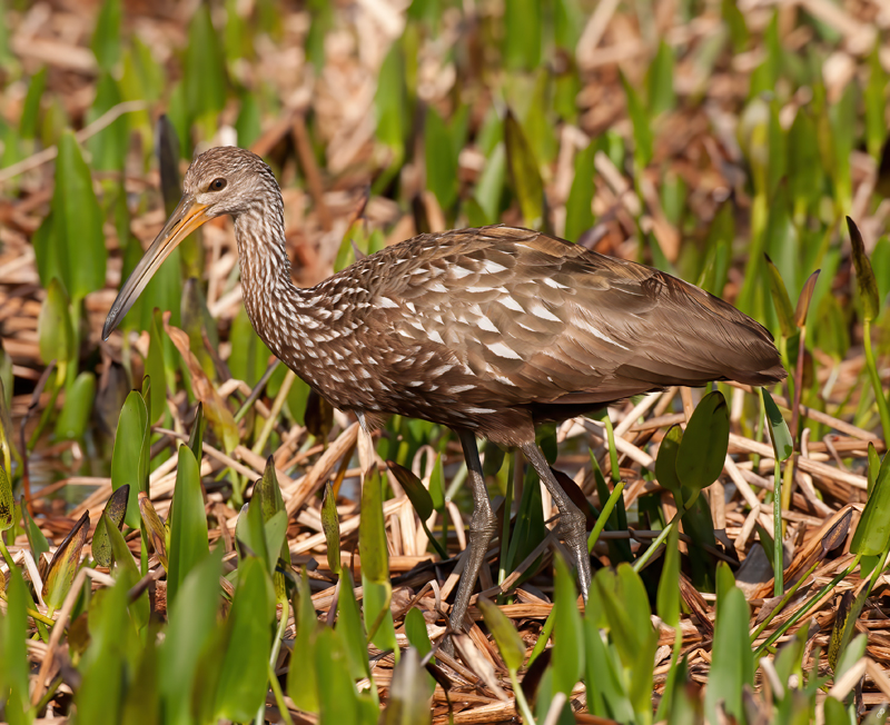 Limpkin_10_FL_045