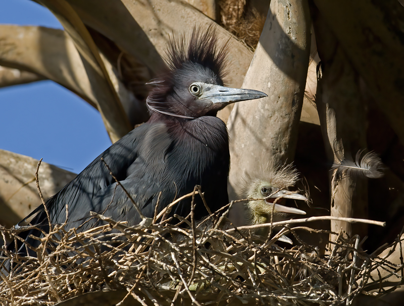 Little_Blue_Heron_08_FL_012