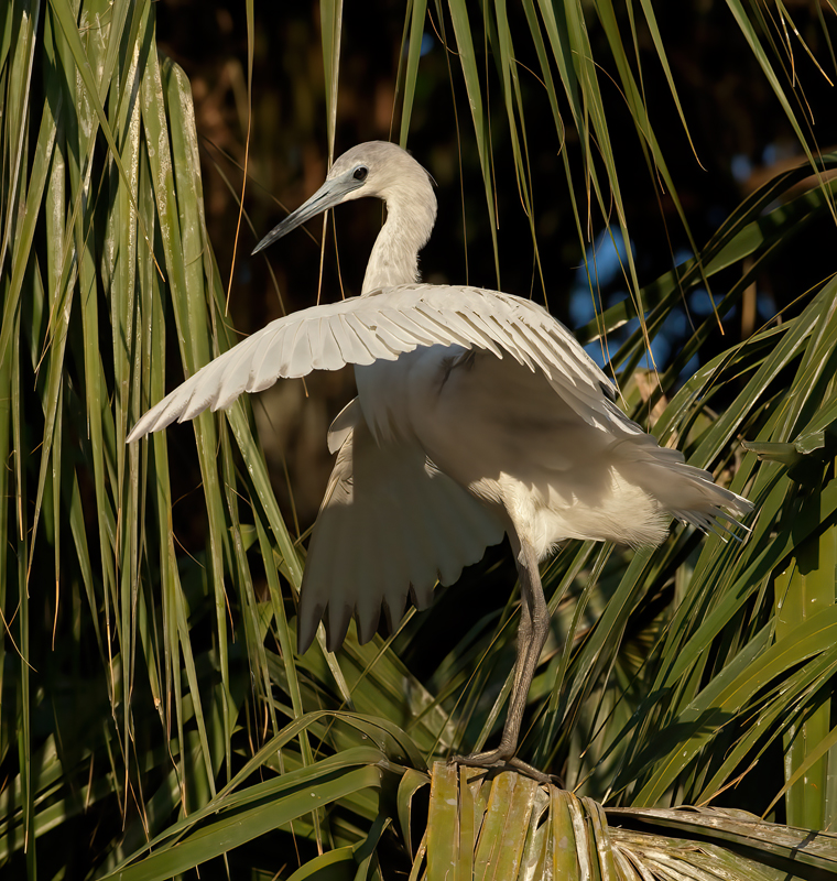 Little_Blue_Heron_08_FL_028