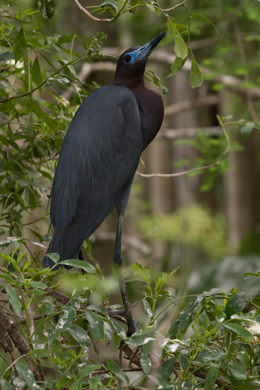 Little_Blue_Heron_08_FL_063