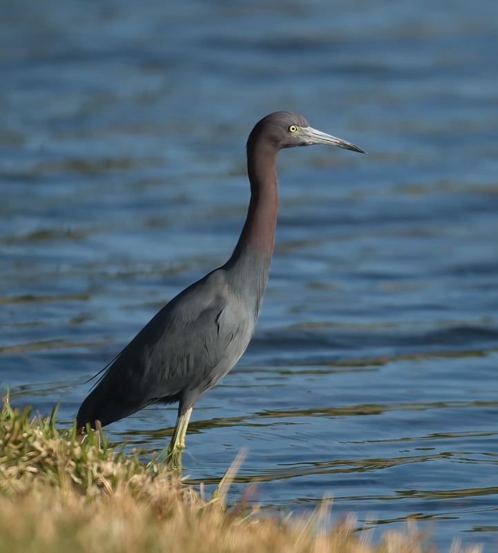 Little_Blue_Heron_09_FL_001