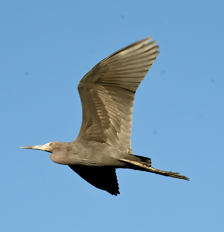 Little_Blue_Heron_09_FL_064