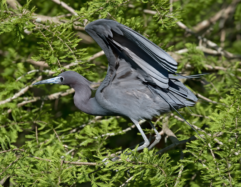 Little_Blue_Heron_09_FL_089