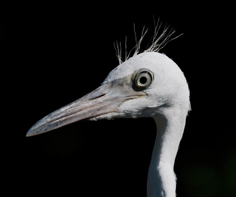 Little_Blue_Heron_09_FL_099