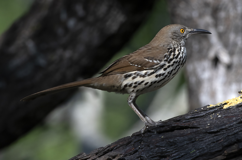 Long-billed_Thrasher_19_TX_005