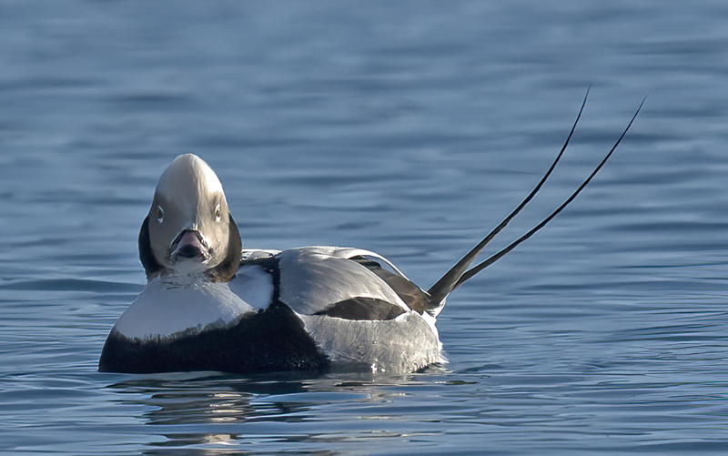 Long-tailed_Duck_23_Norway_007