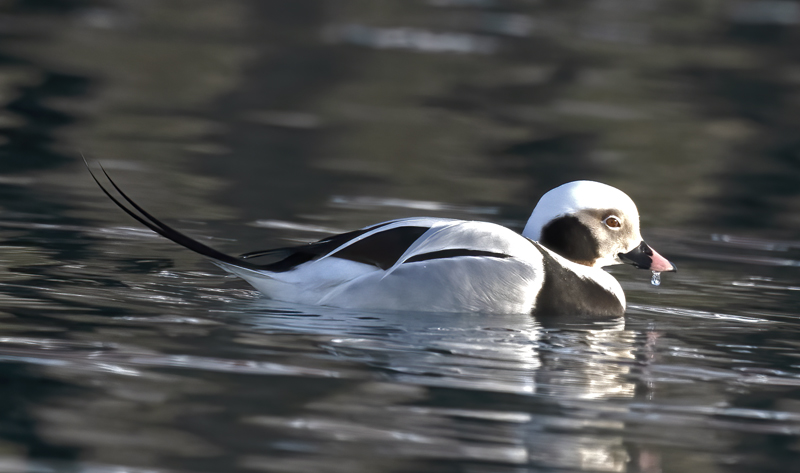 Long-tailed_Duck_23_Norway_079