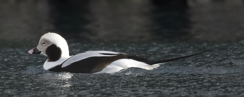 Long-tailed_Duck_23_Norway_093