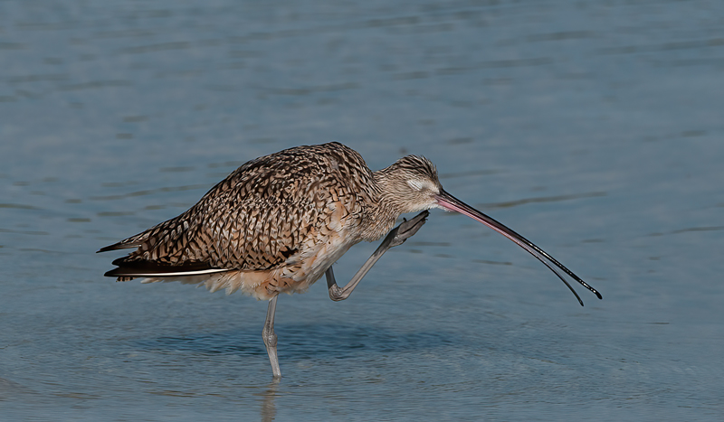 Long_billed_Curlew_11_FL_004