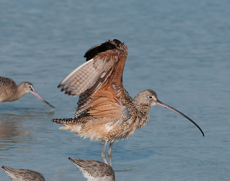 Long_billed_Curlew_11_FL_010