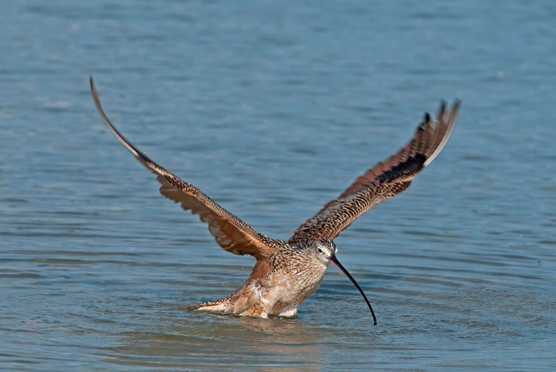 Long_billed_Curlew_11_FL_014