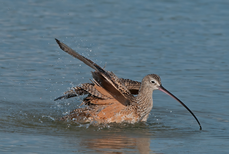 Long_billed_Curlew_11_FL_017