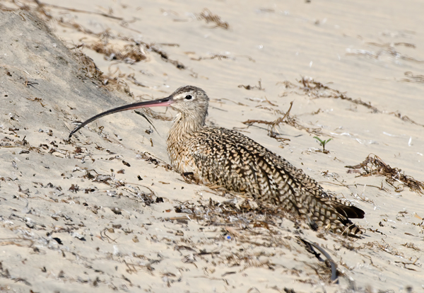 Long_billed_Curlew_14_CA_008