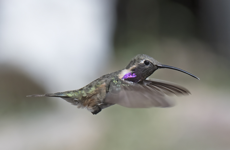 Lucifer_Hummingbird_18_AZ_160