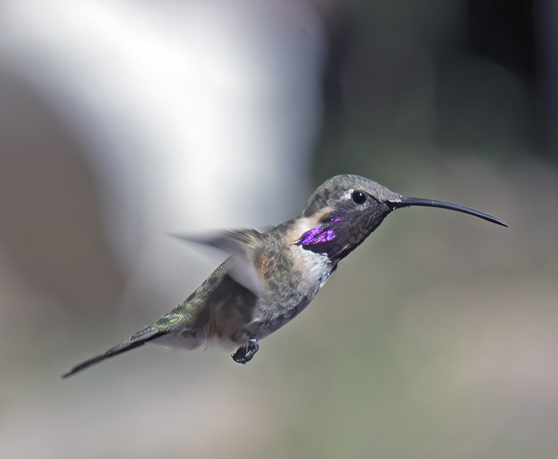 Lucifer_Hummingbird_18_AZ_162