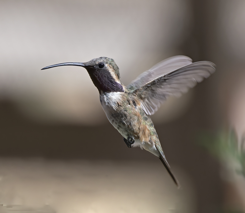 Lucifer_Hummingbird_18_AZ_198