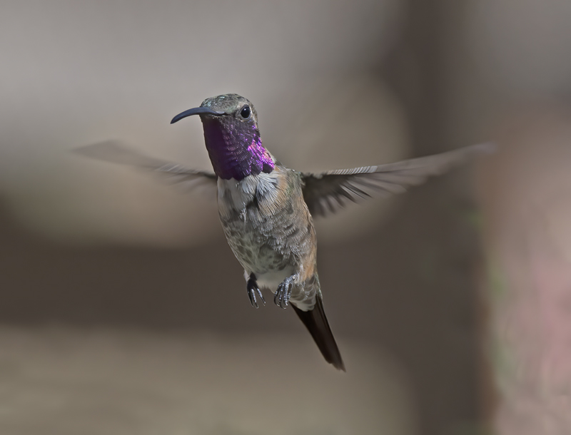 Lucifer_Hummingbird_18_AZ_213