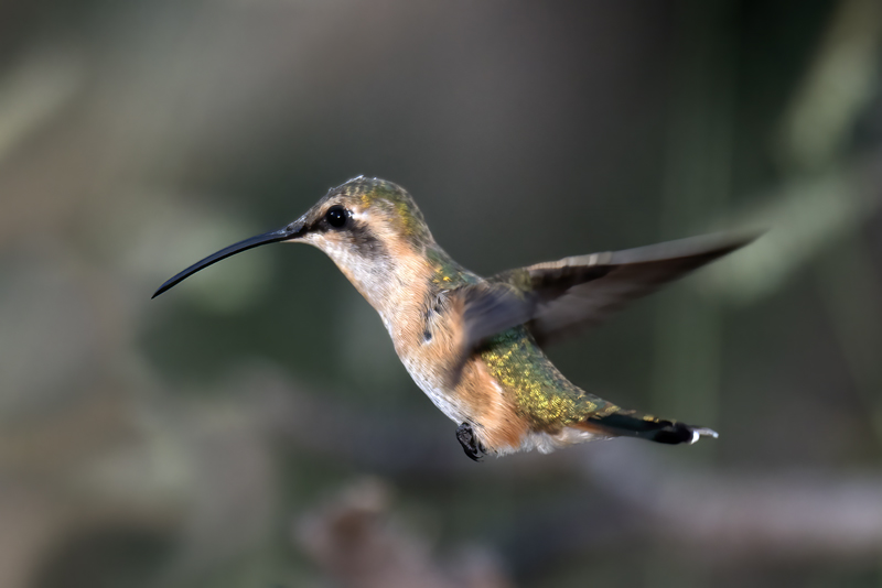 Lucifer_Hummingbird_18_AZ_226
