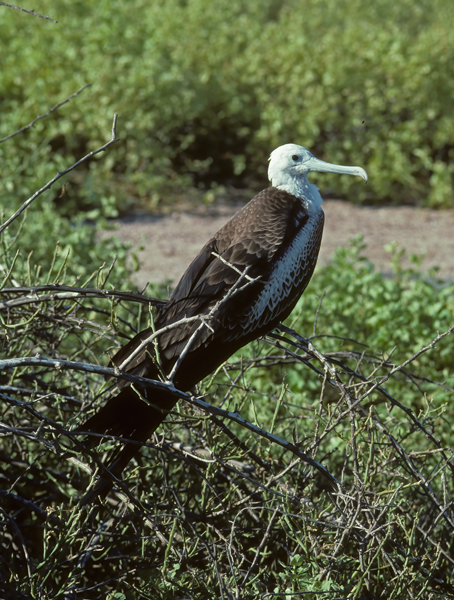 Magnificant_Frigetbird_97_Galapagos_001