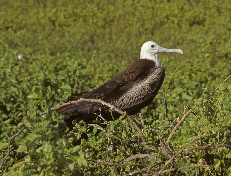 Magnificant_Frigetbird_97_Galapagos_002