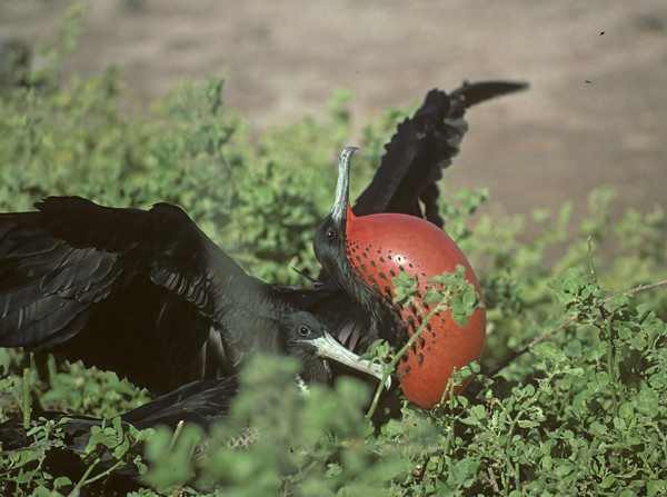 Magnificant_Frigetbird_97_Galapagos_003