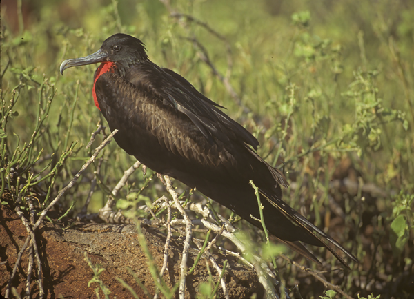 Magnificant_Frigetbird_97_Galapagos_004