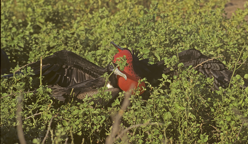Magnificant_Frigetbird_97_Galapagos_015