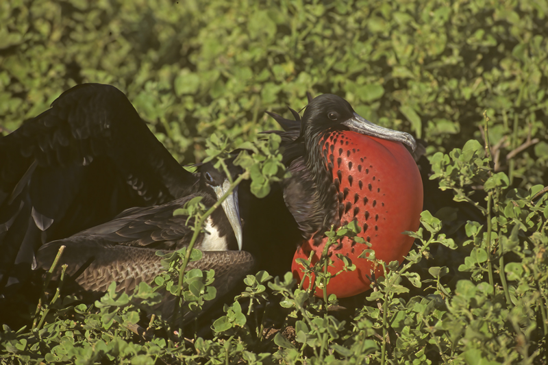 Magnificant_Frigetbird_97_Galapagos_020
