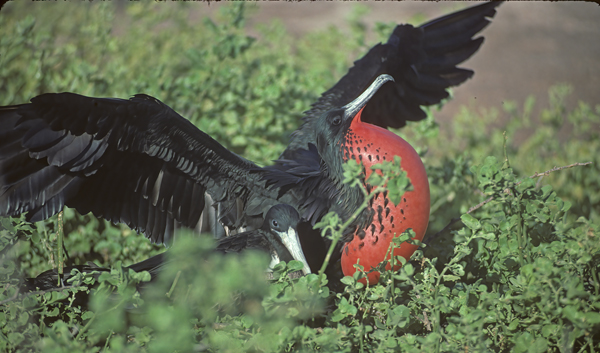 Magnificant_Frigetbird_97_Galapagos_022