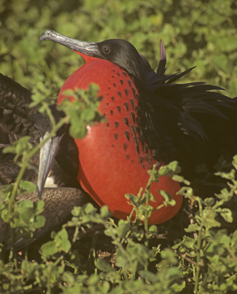 Magnificant_Frigetbird_97_Galapagos_023