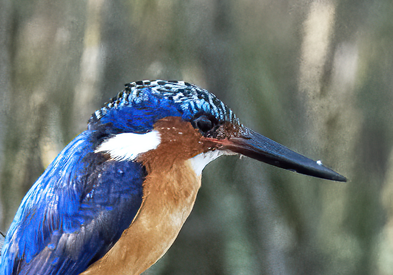 Malagasy_Kingfisher_24_Madagascar_001