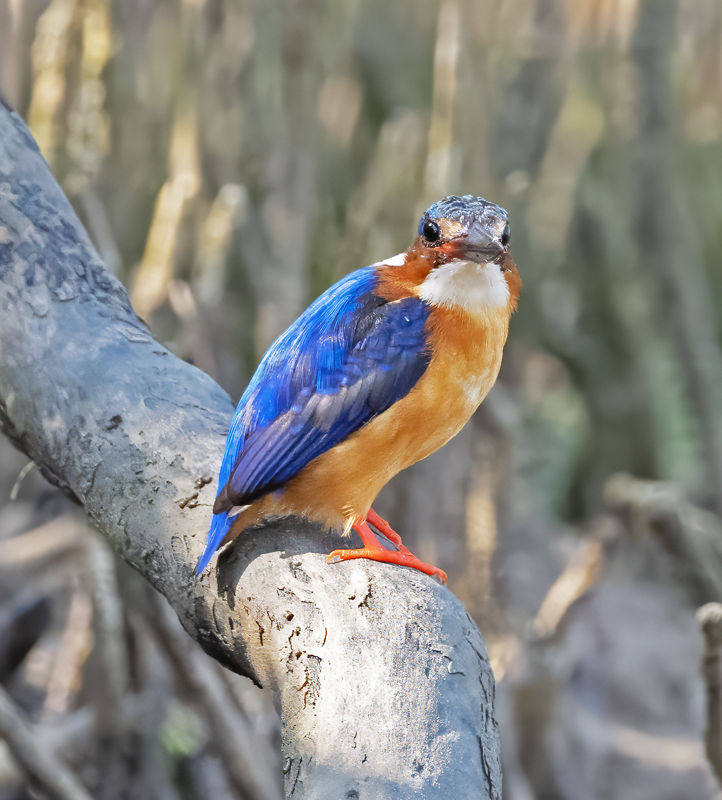 Malagasy_Kingfisher_24_Madagascar_002