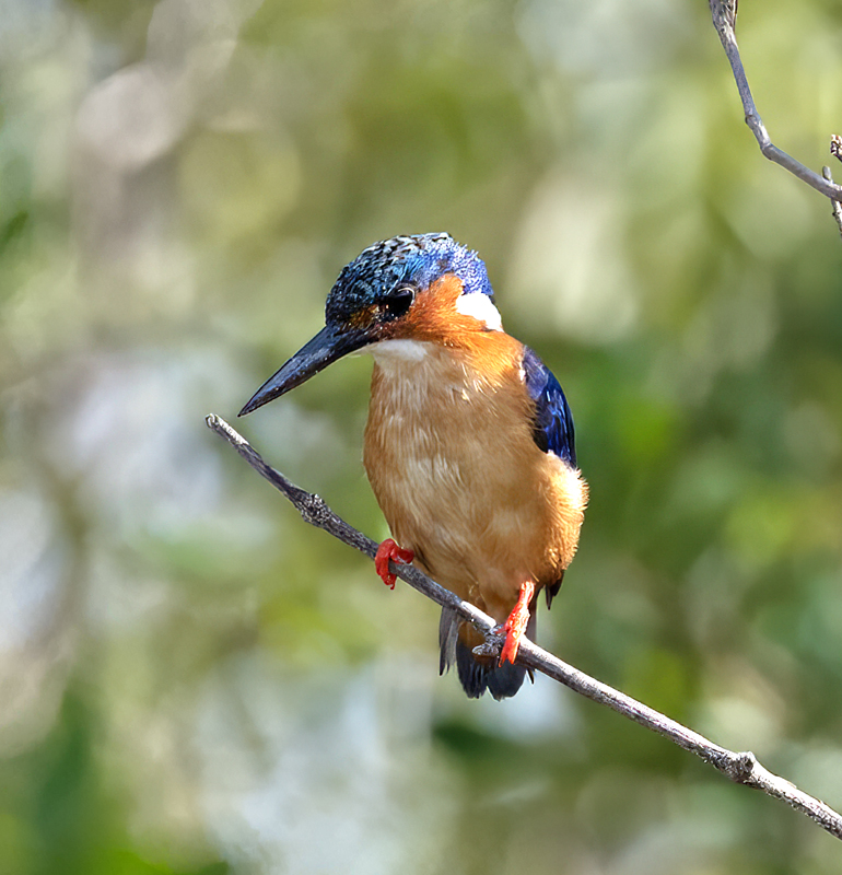 Malagasy_Kingfisher_24_Madagascar_011