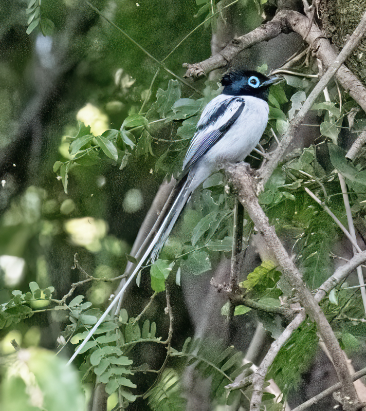 Malagasy_Paradise_Flycatcher_24_Madagascar_005