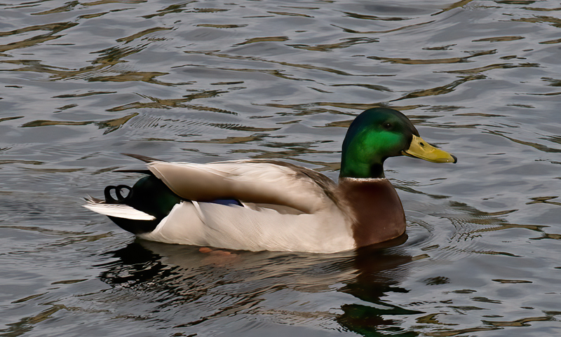 Mallard_09_FL_002
