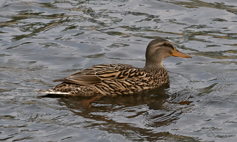 Mallard_09_FL_003