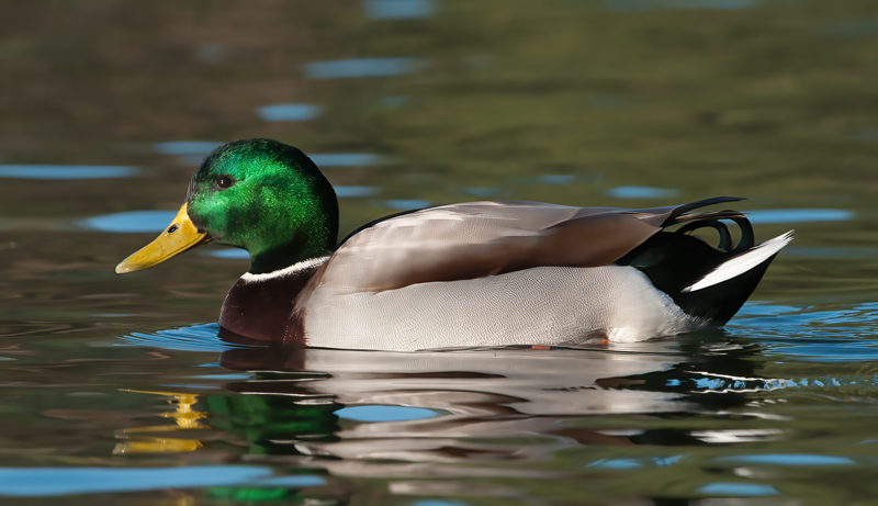 Mallard_10_FL_003