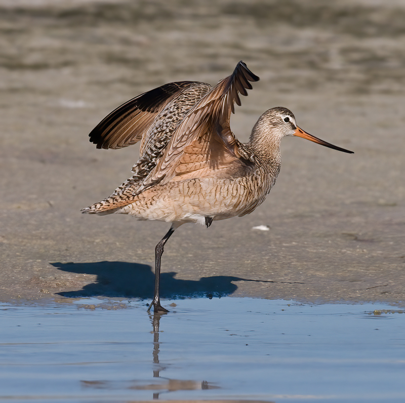 Marbled_Godwit_09_FL_019