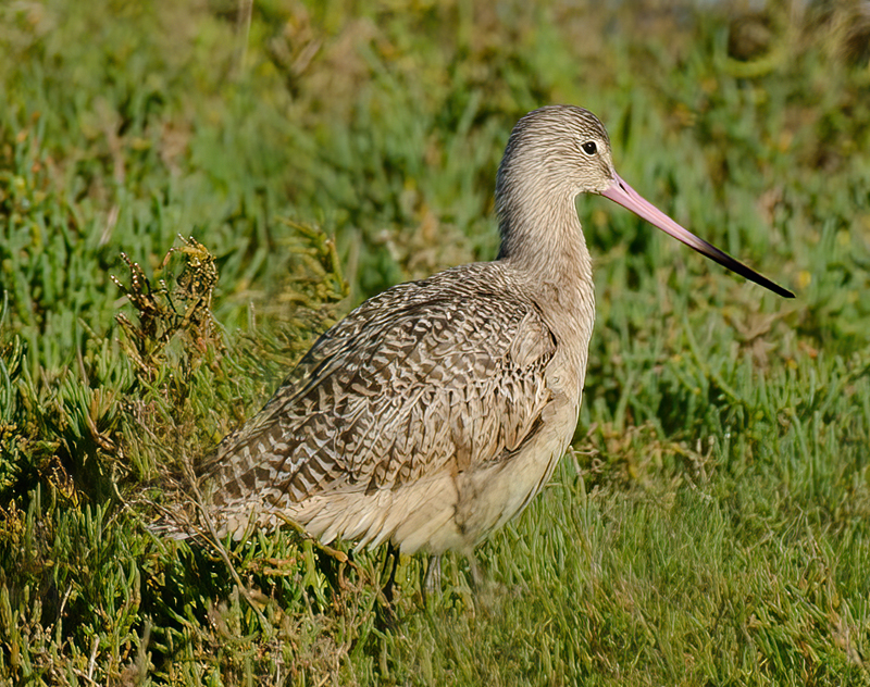 Marbled_Godwit_10_FL_001