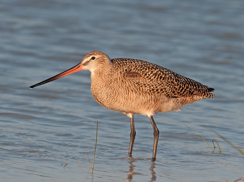 Marbled_Godwit_10_FL_009
