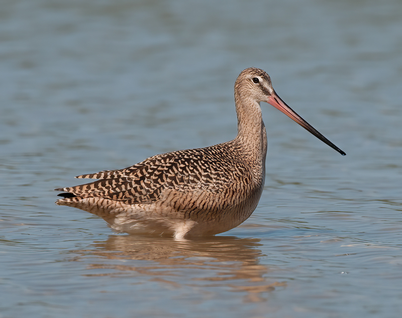 Marbled_Godwit_10_FL_022