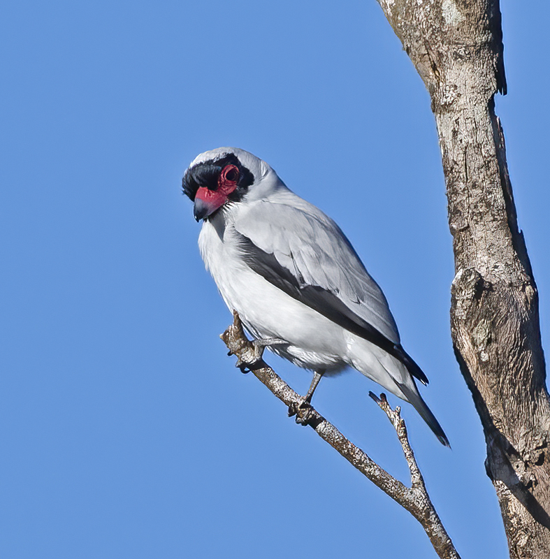 Masked_Titrya_17_Costa_Rica_015