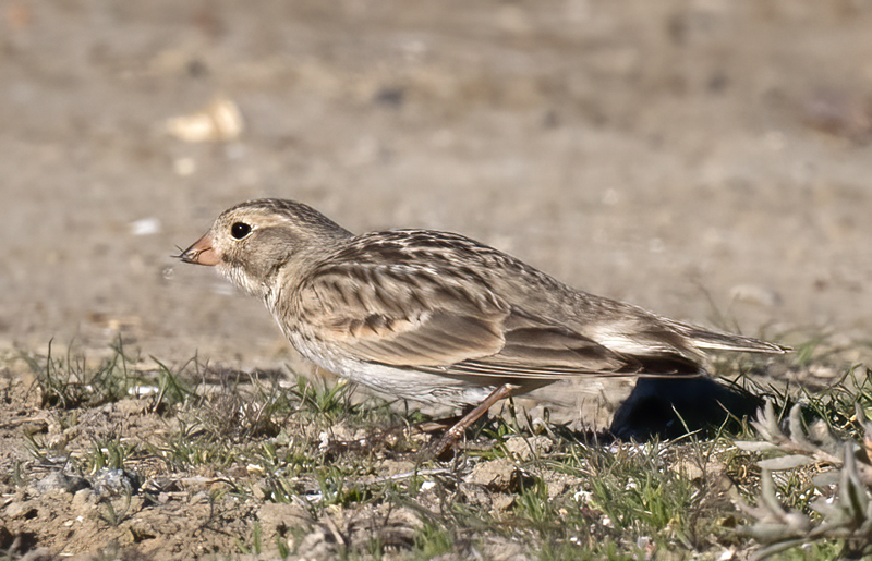 McCowns_Longspur_21_CA_003