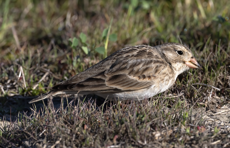 McCowns_Longspur_21_CA_020