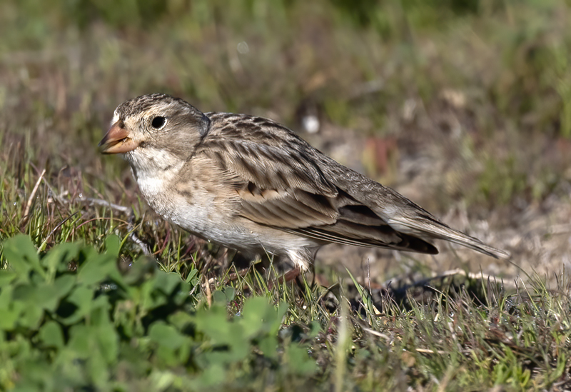 McCowns_Longspur_21_CA_027