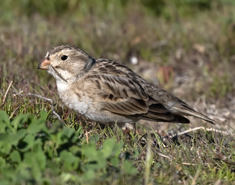 McCowns_Longspur_21_CA_029