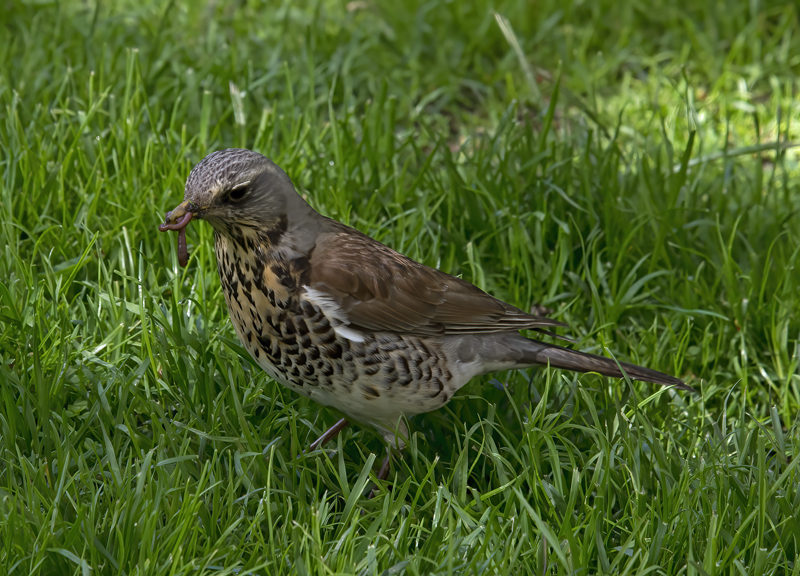 Mistle_Thrush_Finland_2017_017