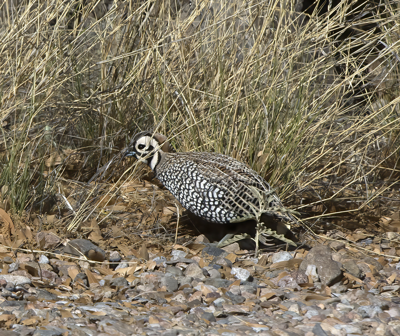 Montezuma_Quail_15_AZ_001